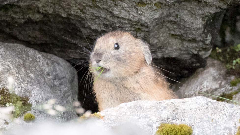 エゾ 北海道にしか棲んでいない動物たちまとめ Pikule ピクル 北海道ローカル情報webマガジン