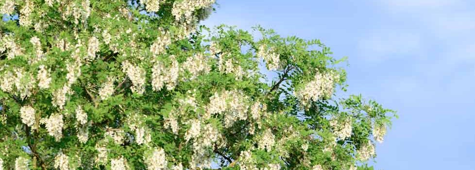 札幌にある白い花や赤い実の街路樹 公園樹って何の木 Pikule ピクル 北海道ローカル情報webマガジン